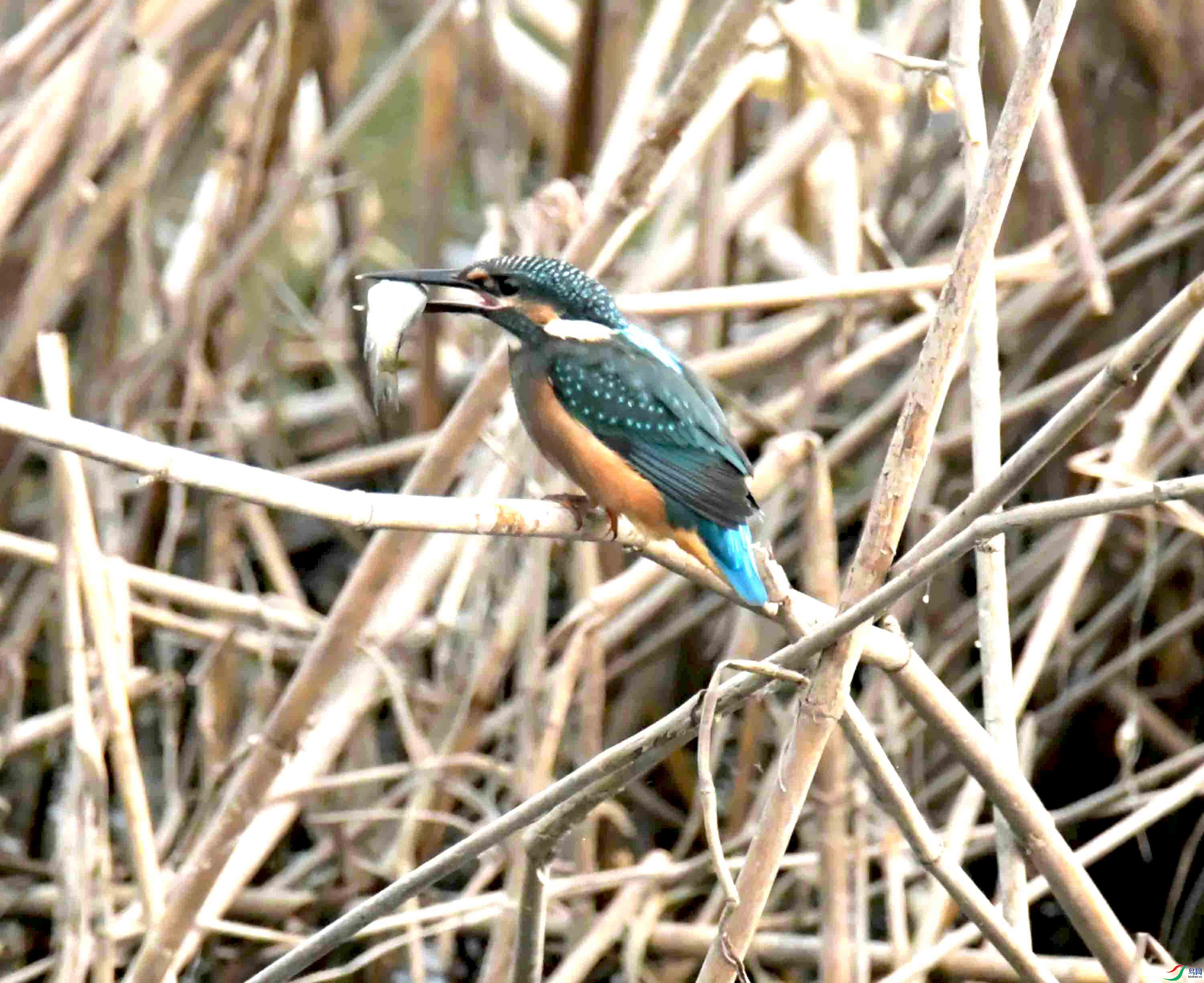 DSC_5780.JPG