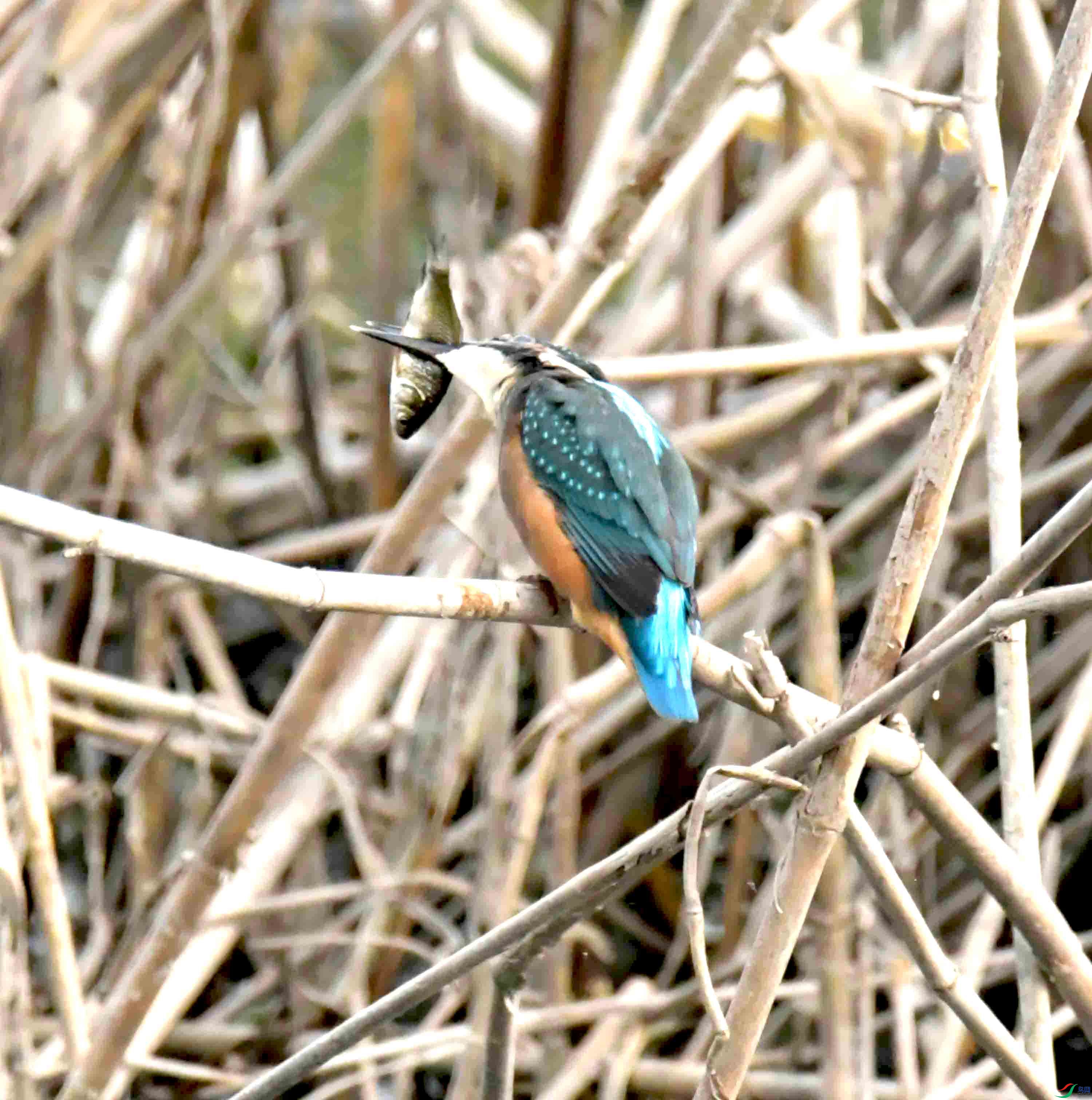 DSC_5786.JPG