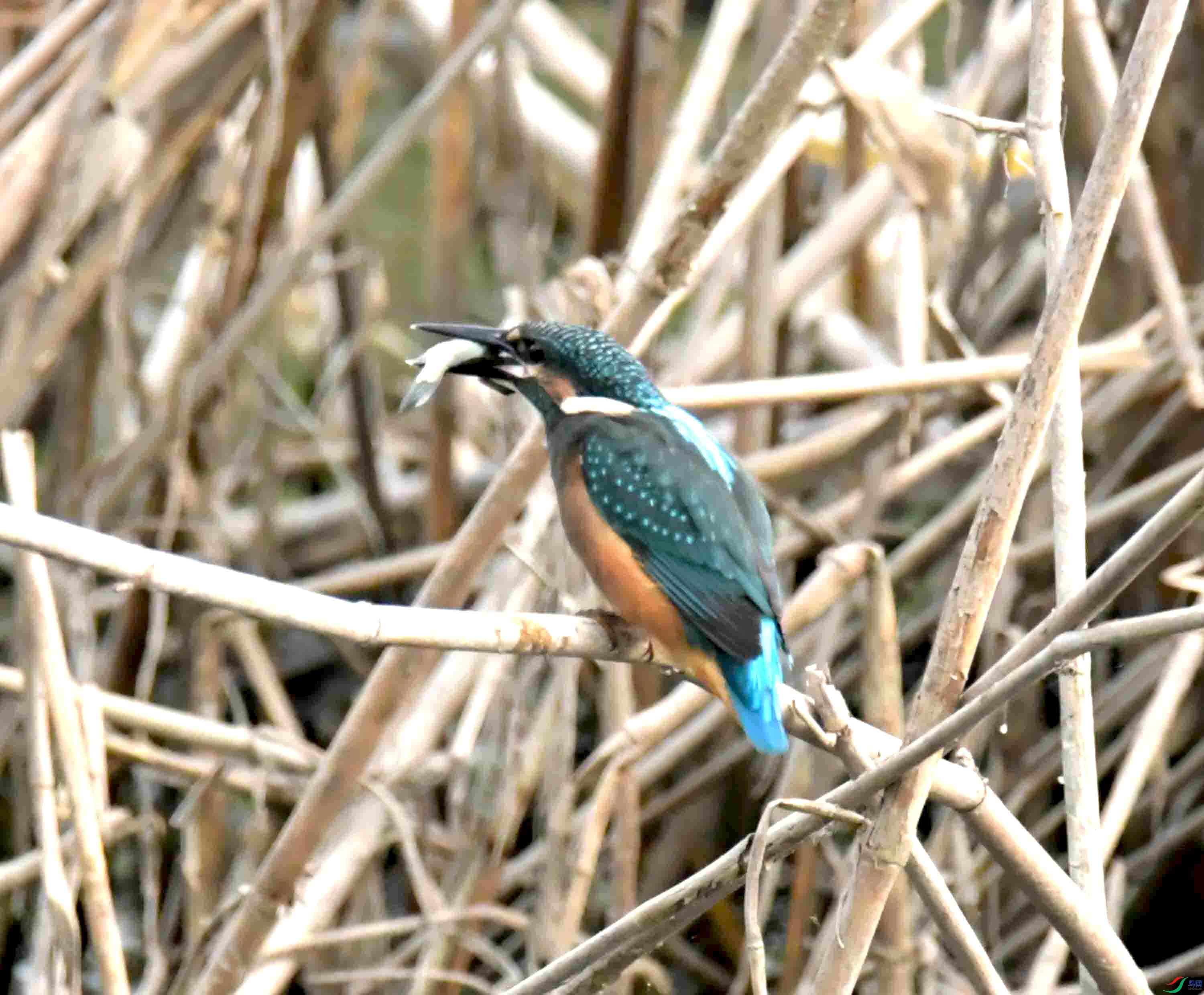 DSC_5785.JPG