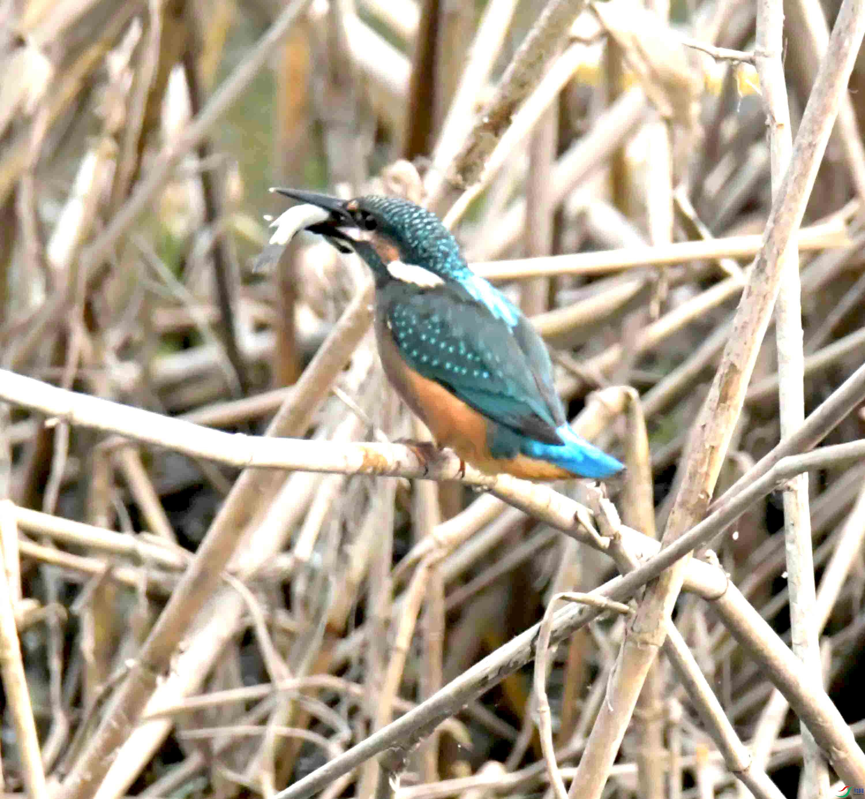 DSC_5798.JPG