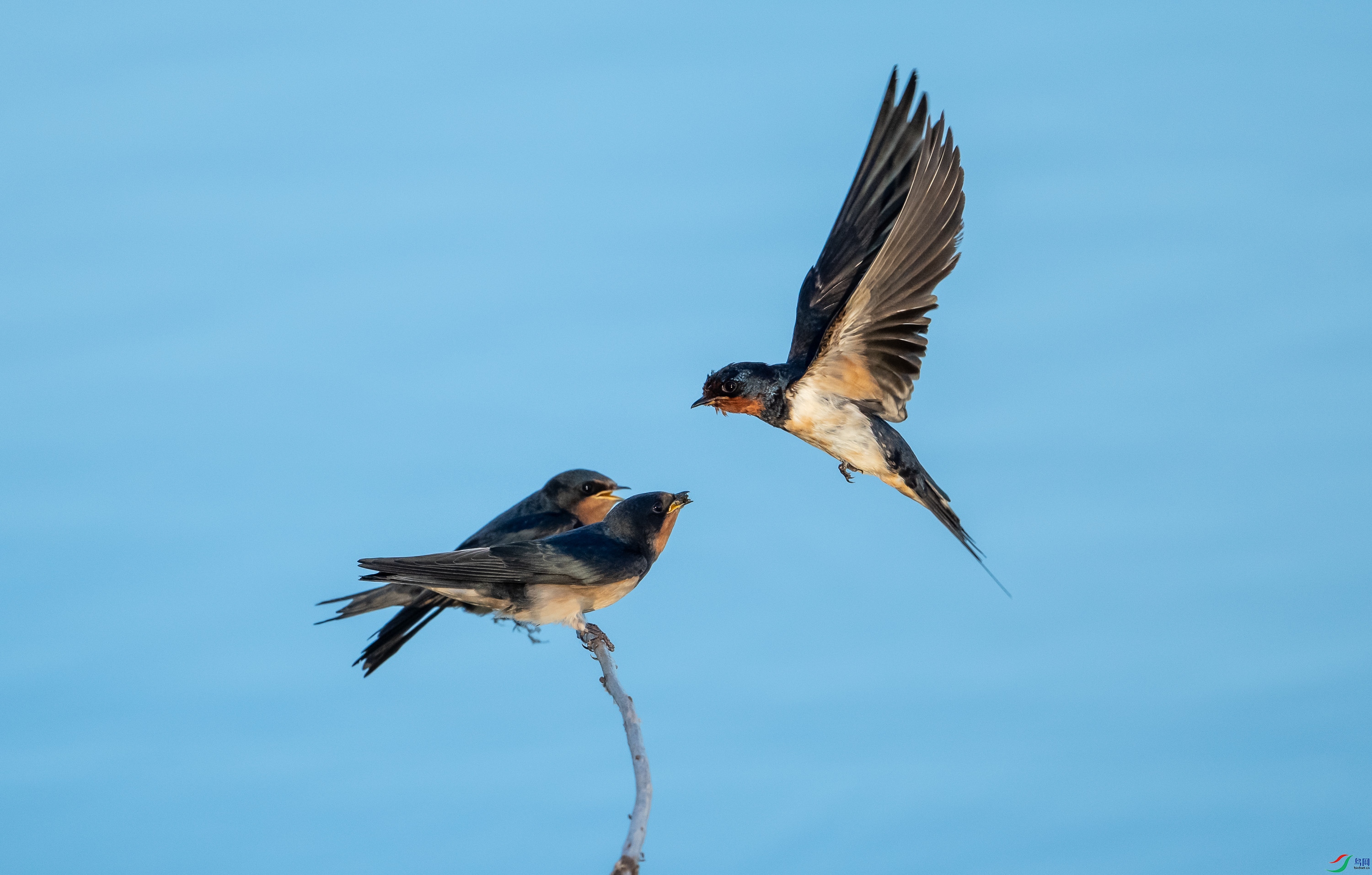 ����ι��