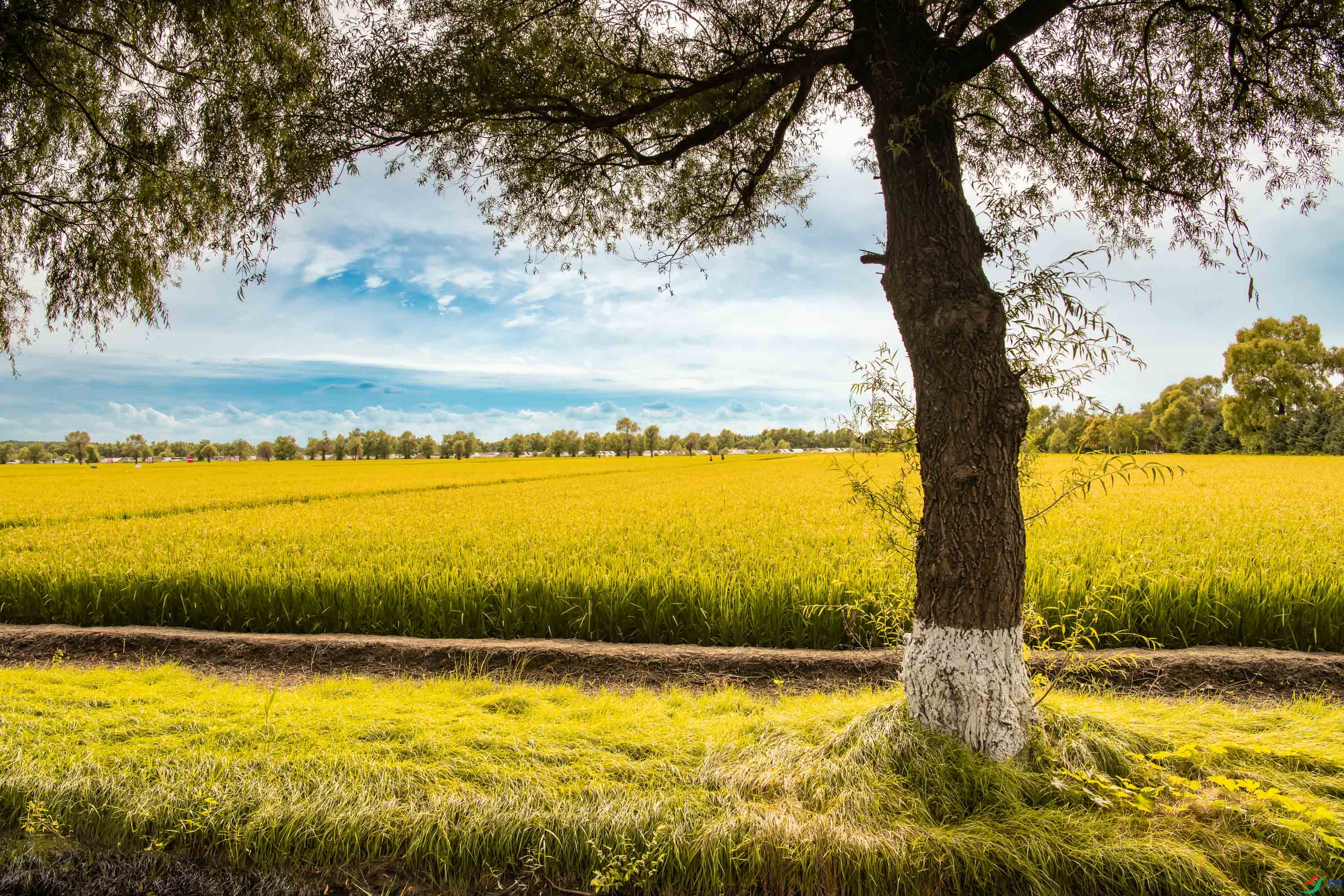 ����Ʈ��