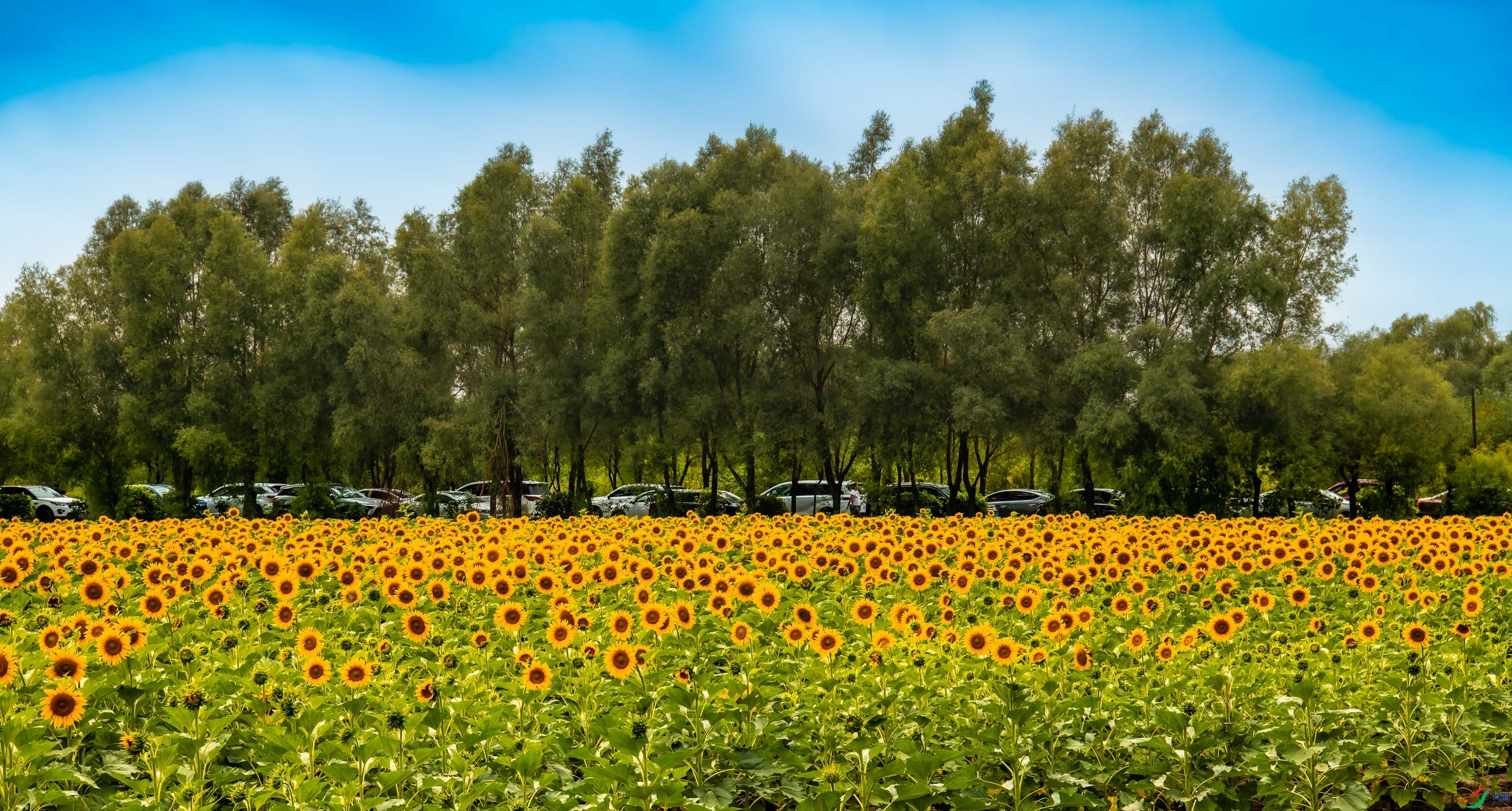 ���տ�����