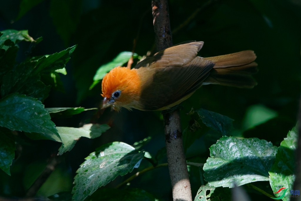 DSC_5080_DxOa.jpg