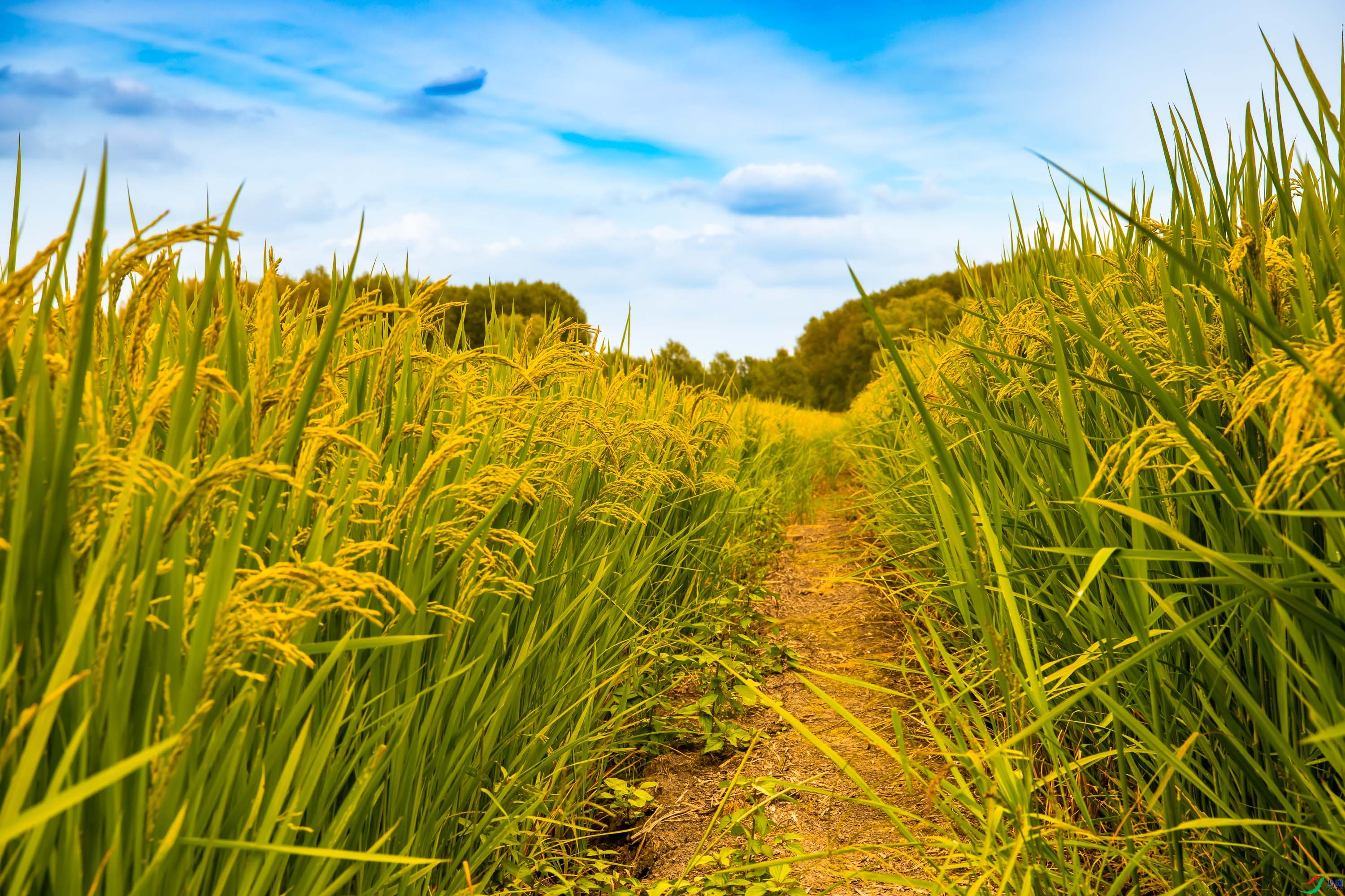 ���������ĵ���