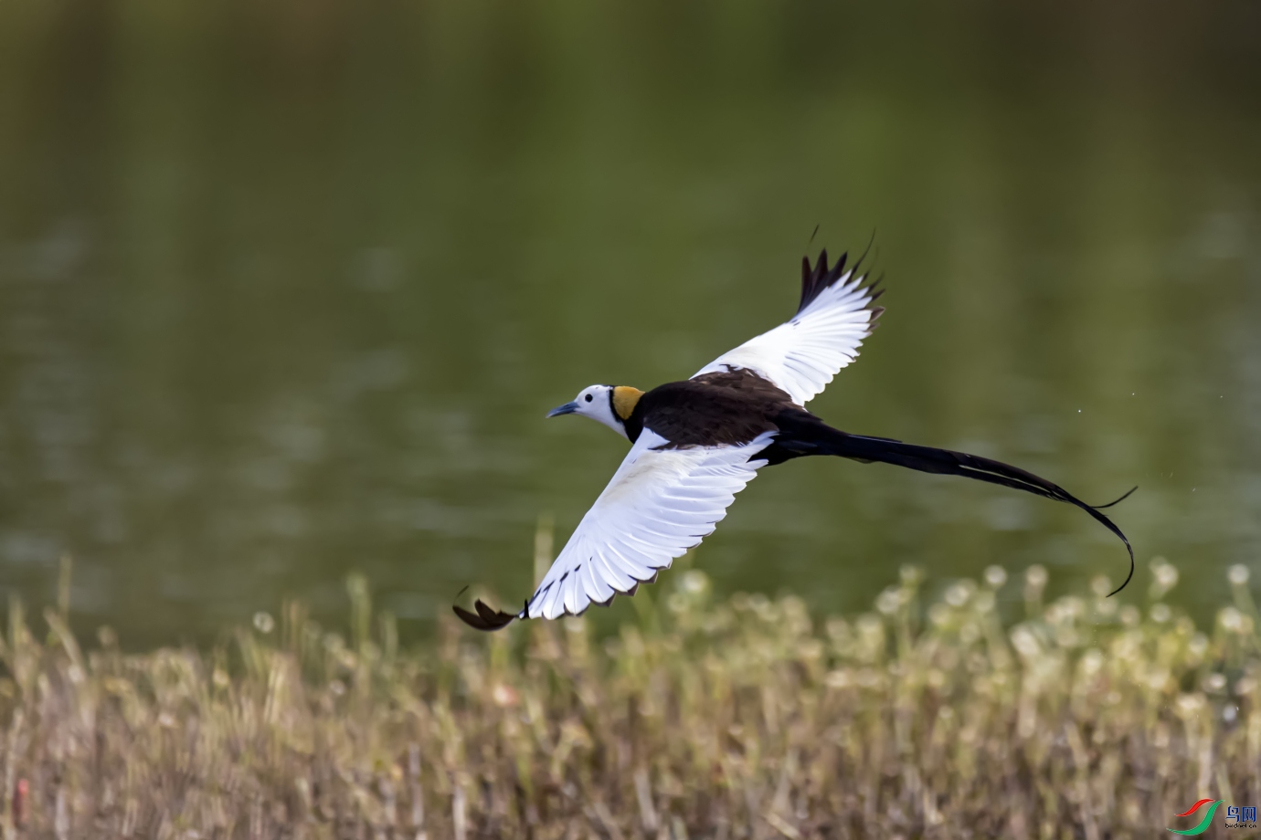 ��ˮ����    ˮ��