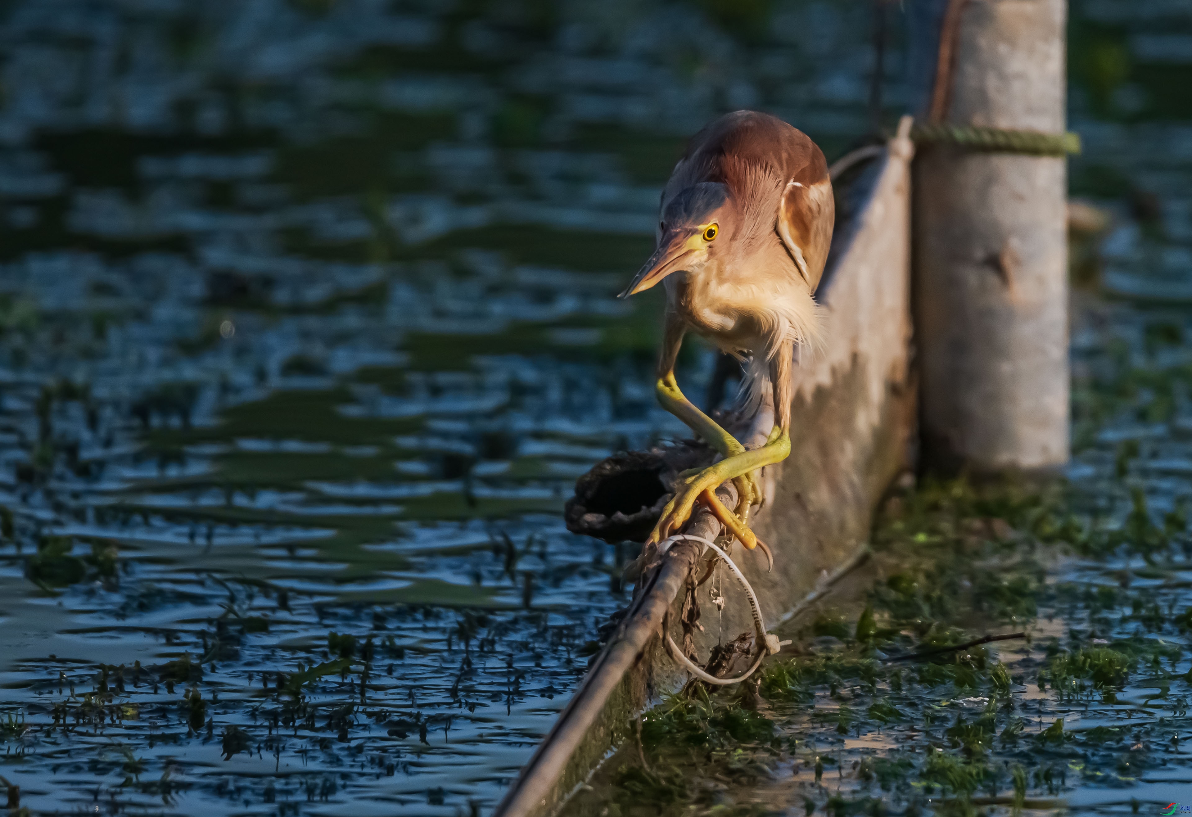 DSC_5694.jpg