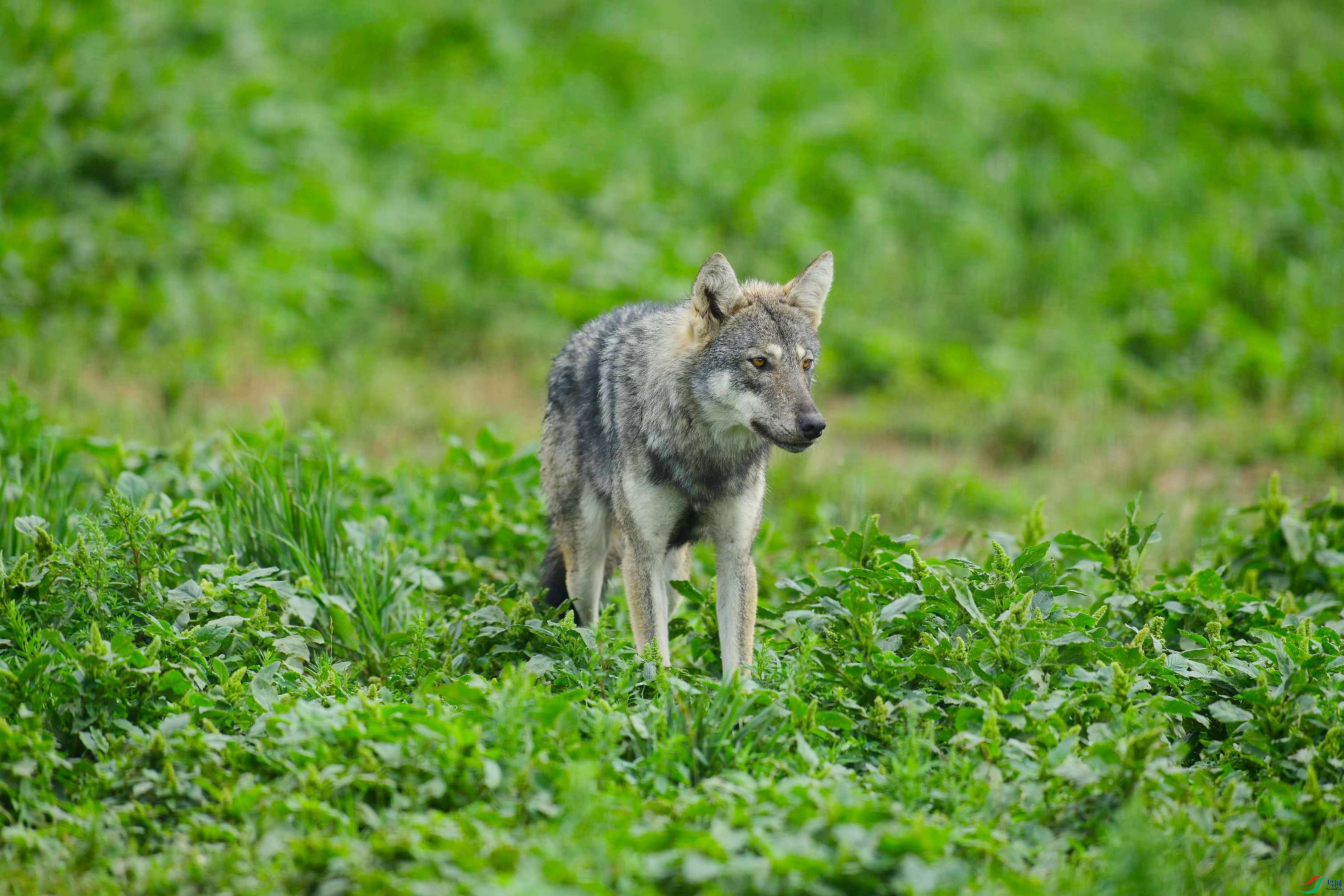 DSC_1811.JPG