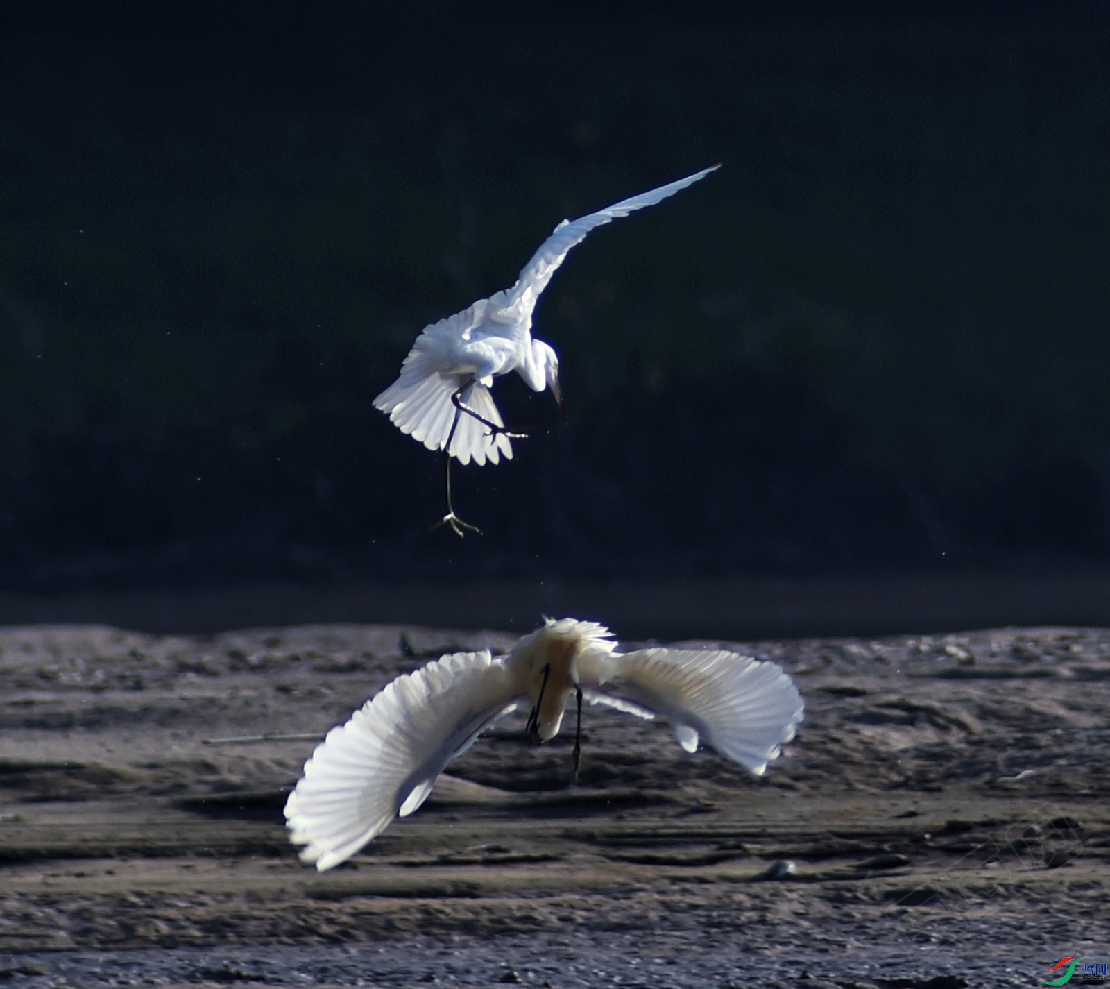 _DSC7308_.jpg
