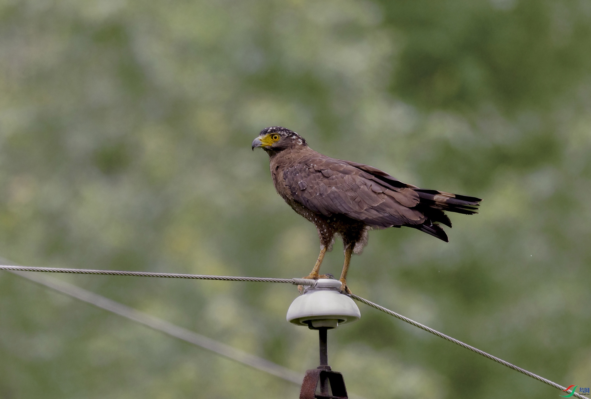 DSC_8000-a����ǿ ����.jpg