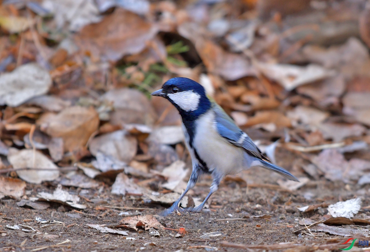 DSC_0847.JPG