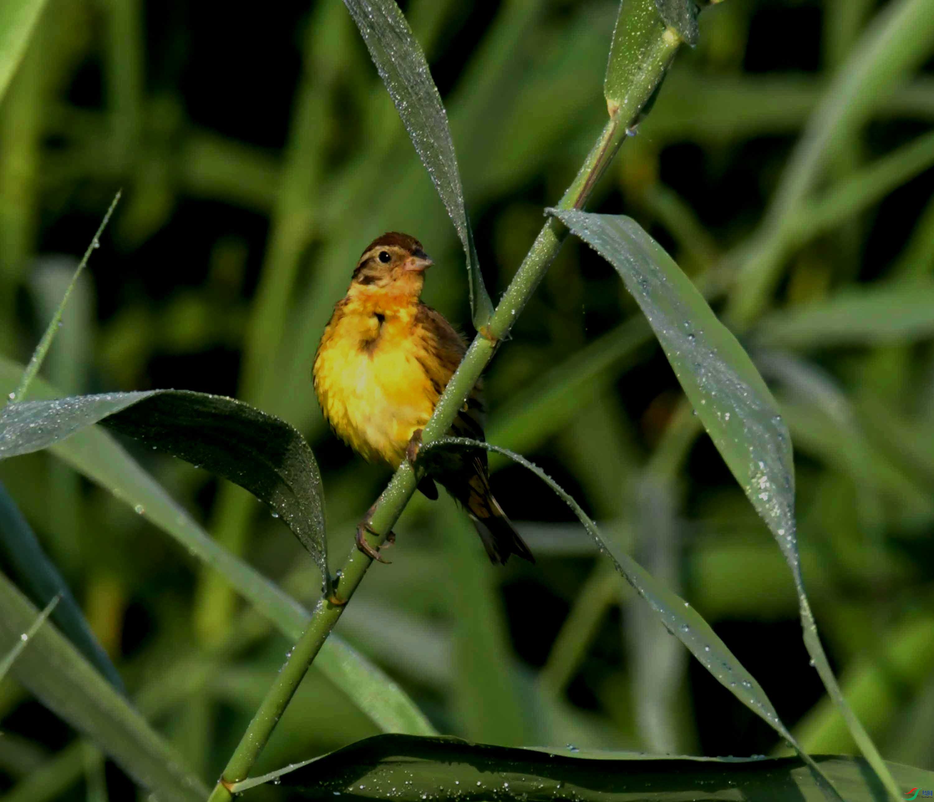 DSC_3337.JPG