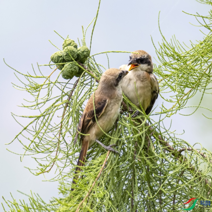 ����    �ر����ͣ��ף�