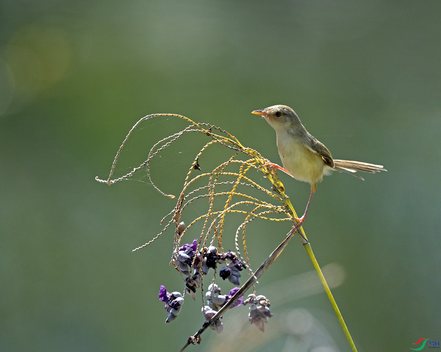 DSC_5108--1����.jpg