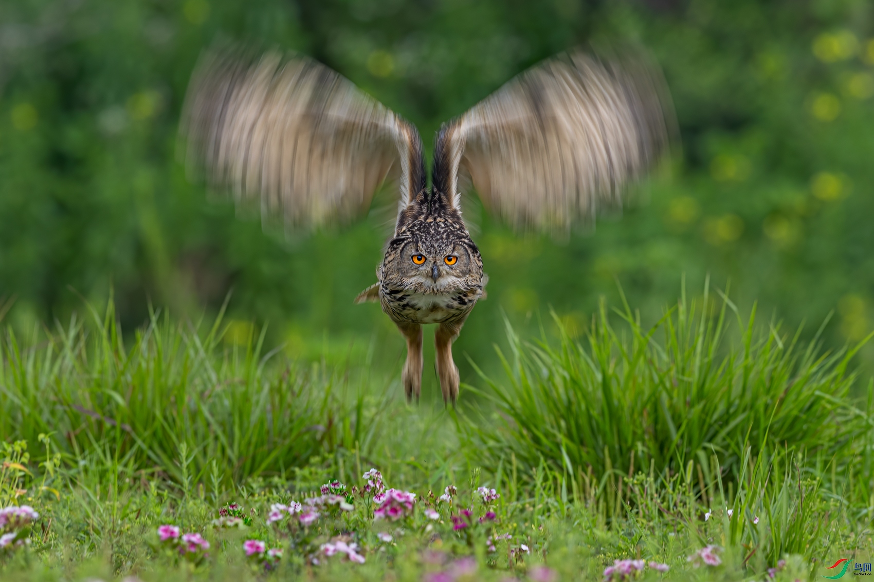 0P8A6900.jpg