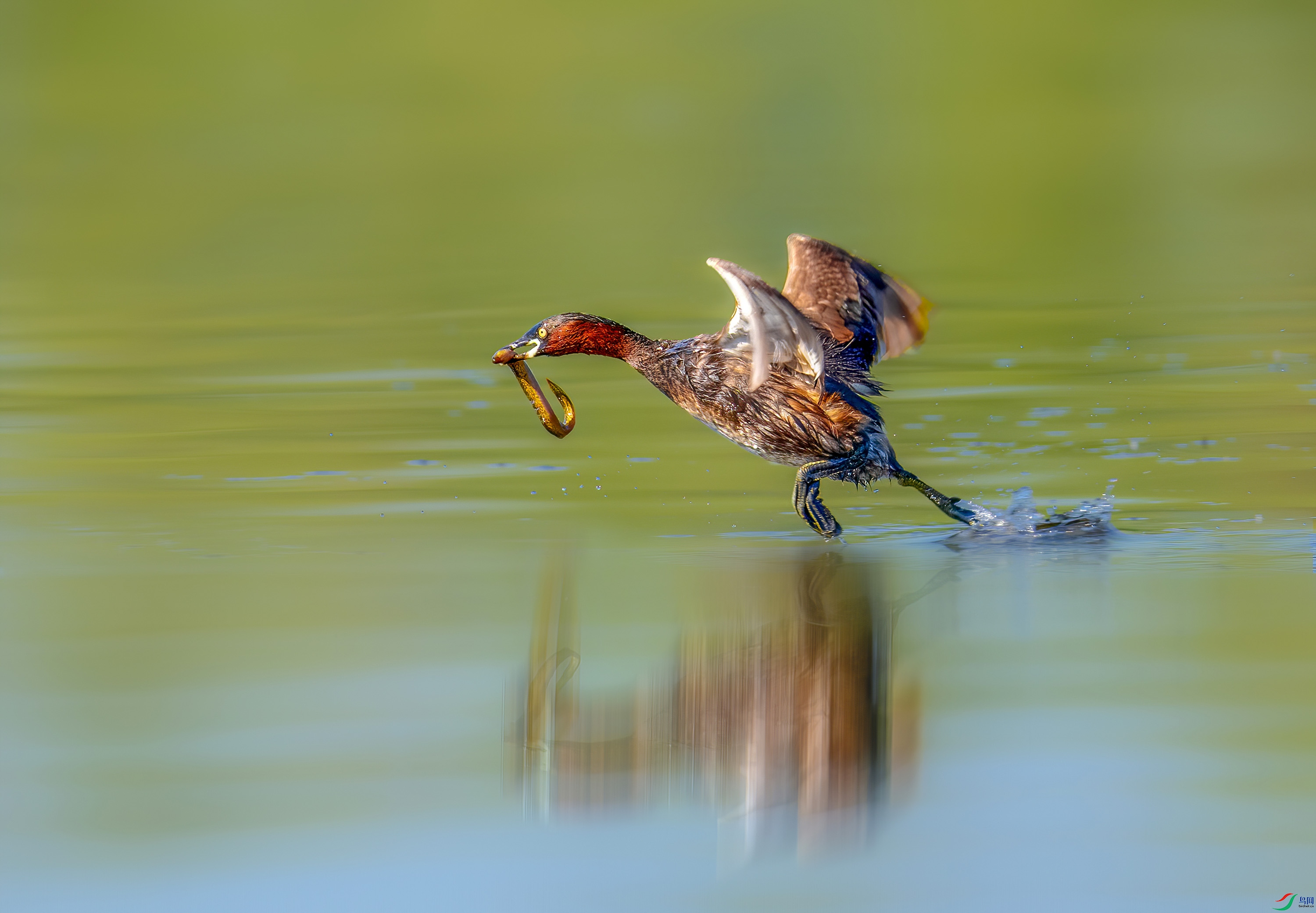 _JLN3178  3     ok.jpg