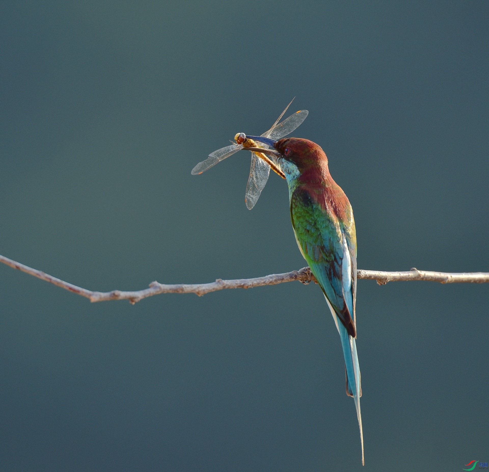 D8I_5623.jpg