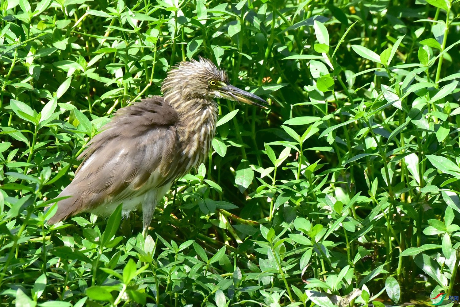 DSC_1048.JPG