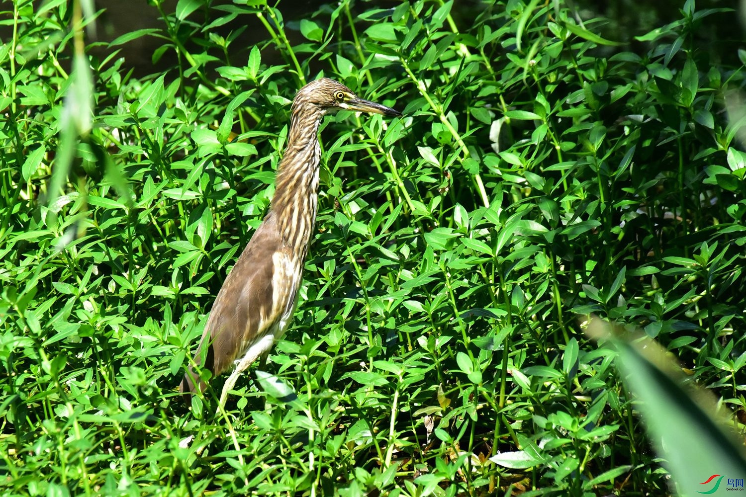DSC_1003.JPG