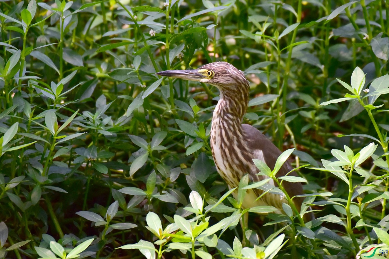 DSC_1071.JPG