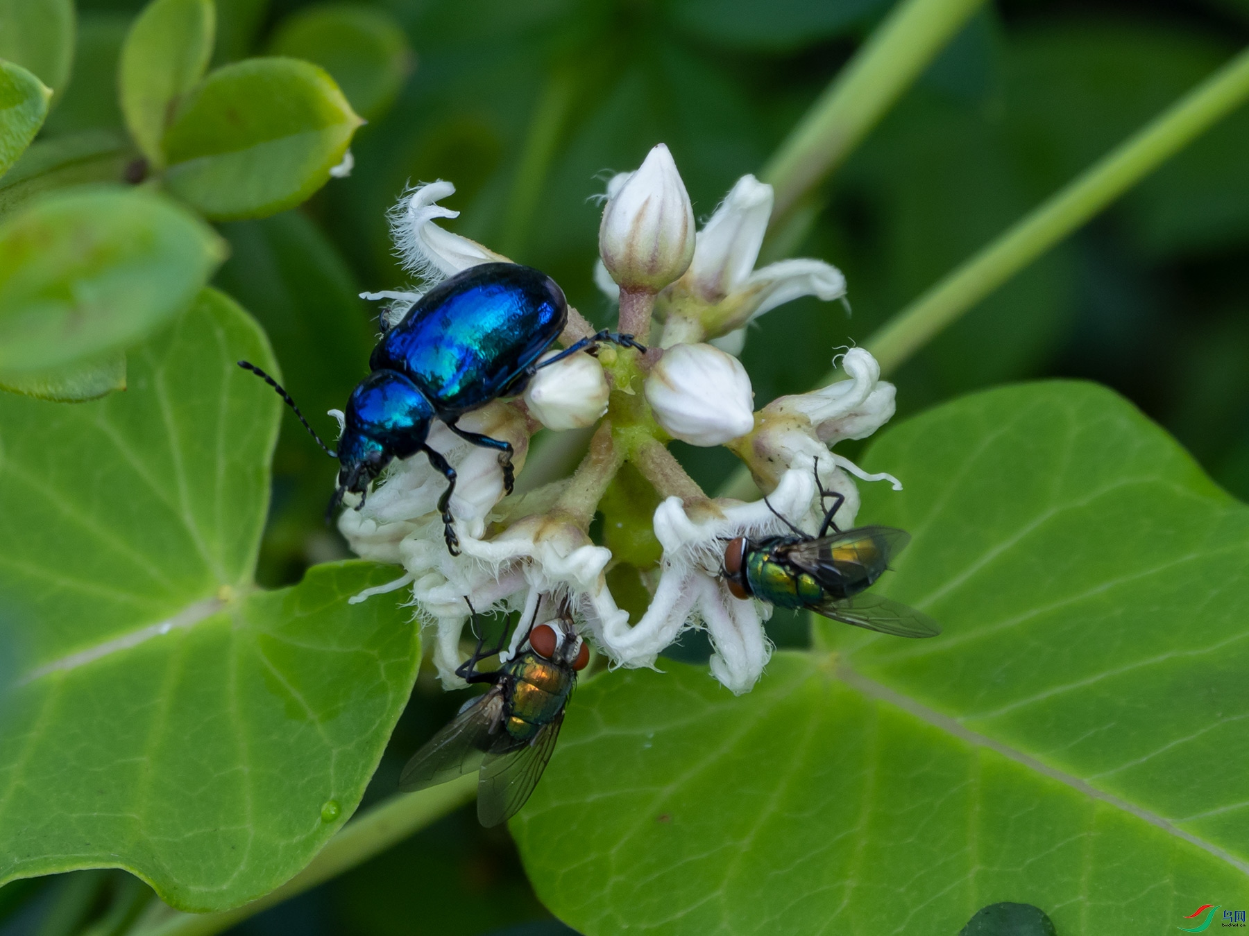 Ҷ�׳���̶�Ӭ