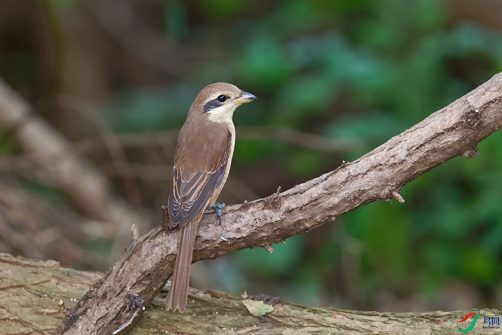 DSC_6313_DxOa.jpg