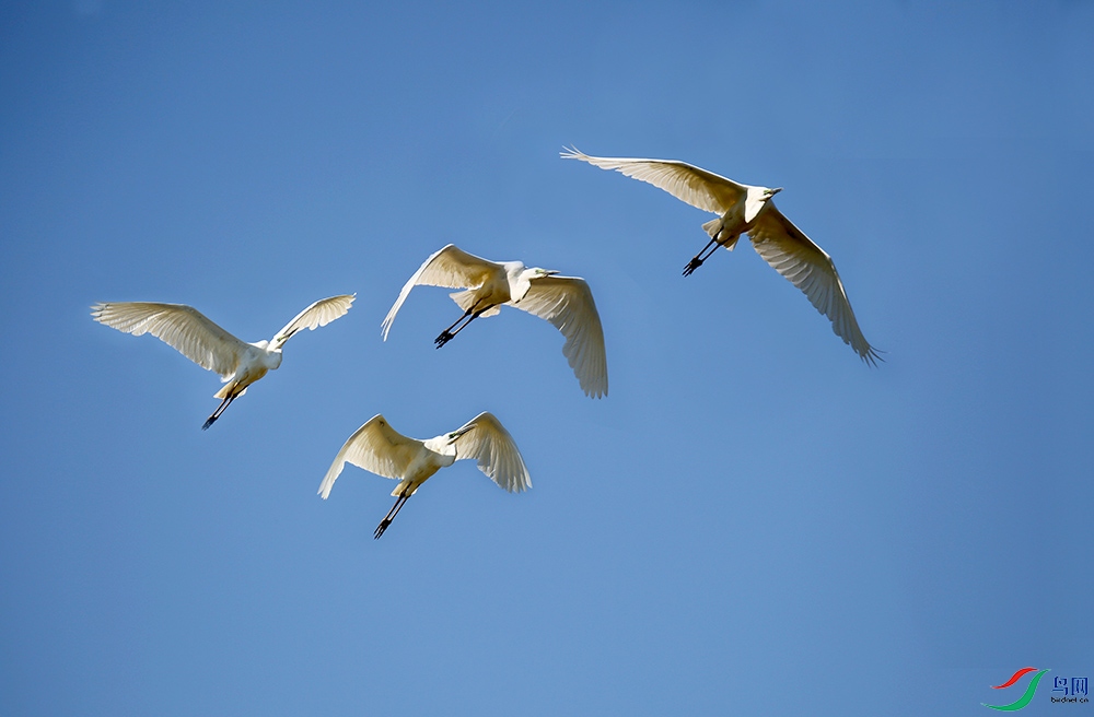 HT0A0383--2 - ����.jpg