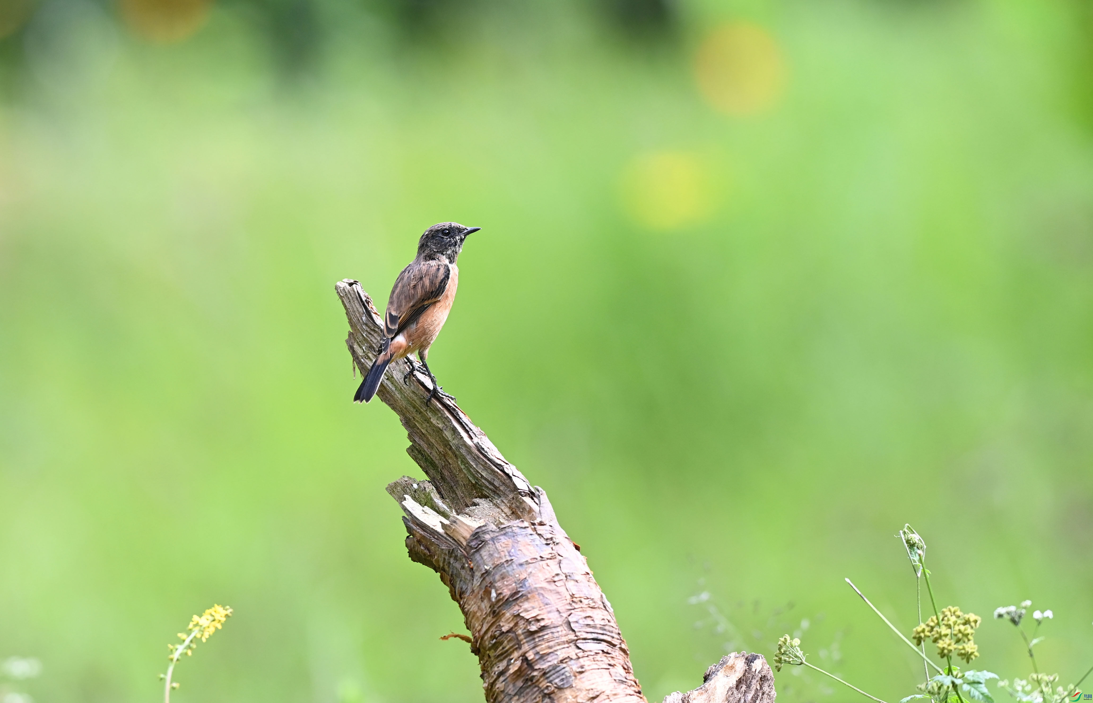 DSC_6419-1.jpg