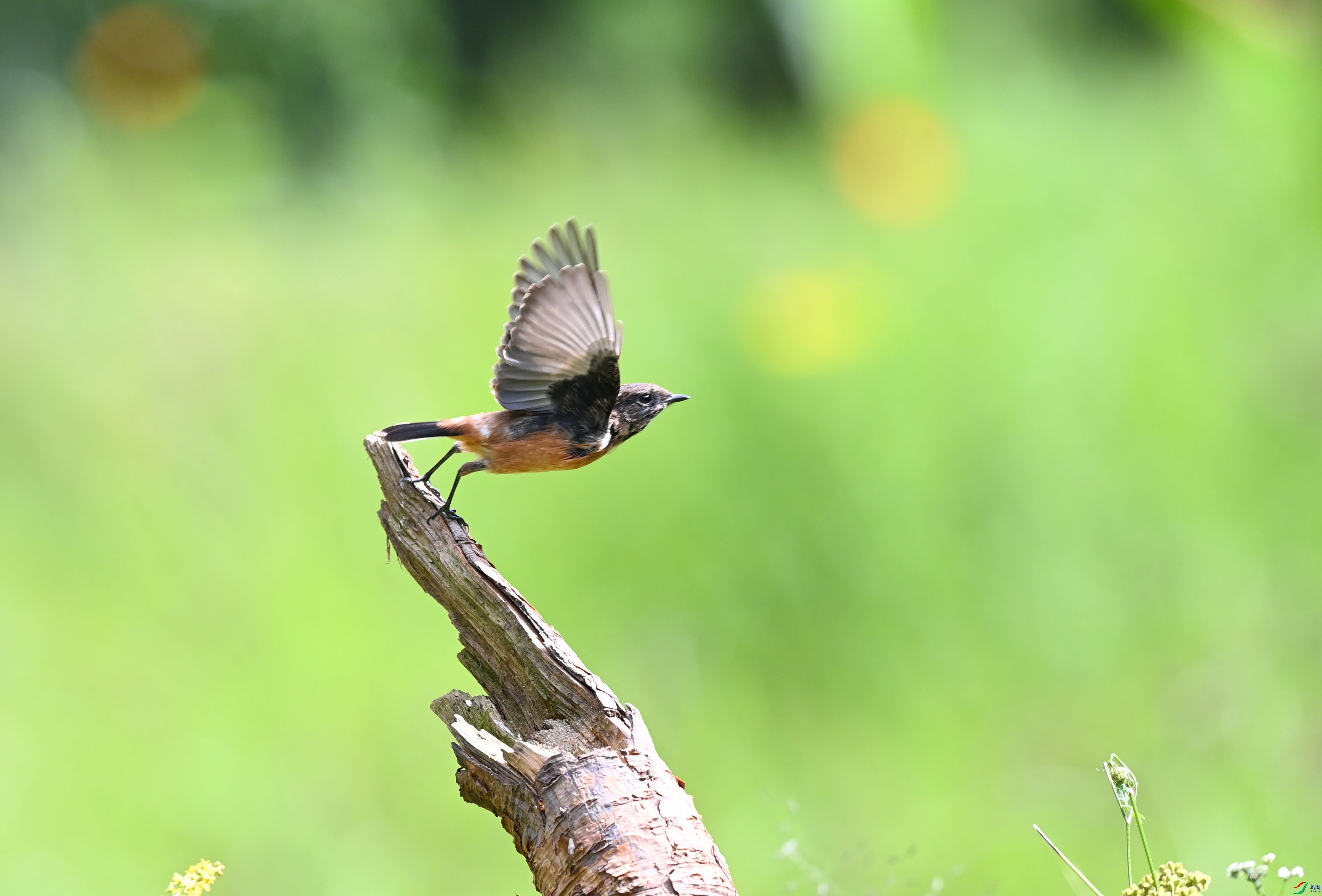 DSC_6442-1.jpg
