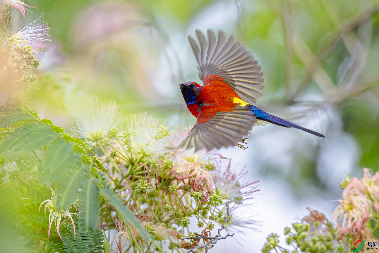 ����̫����