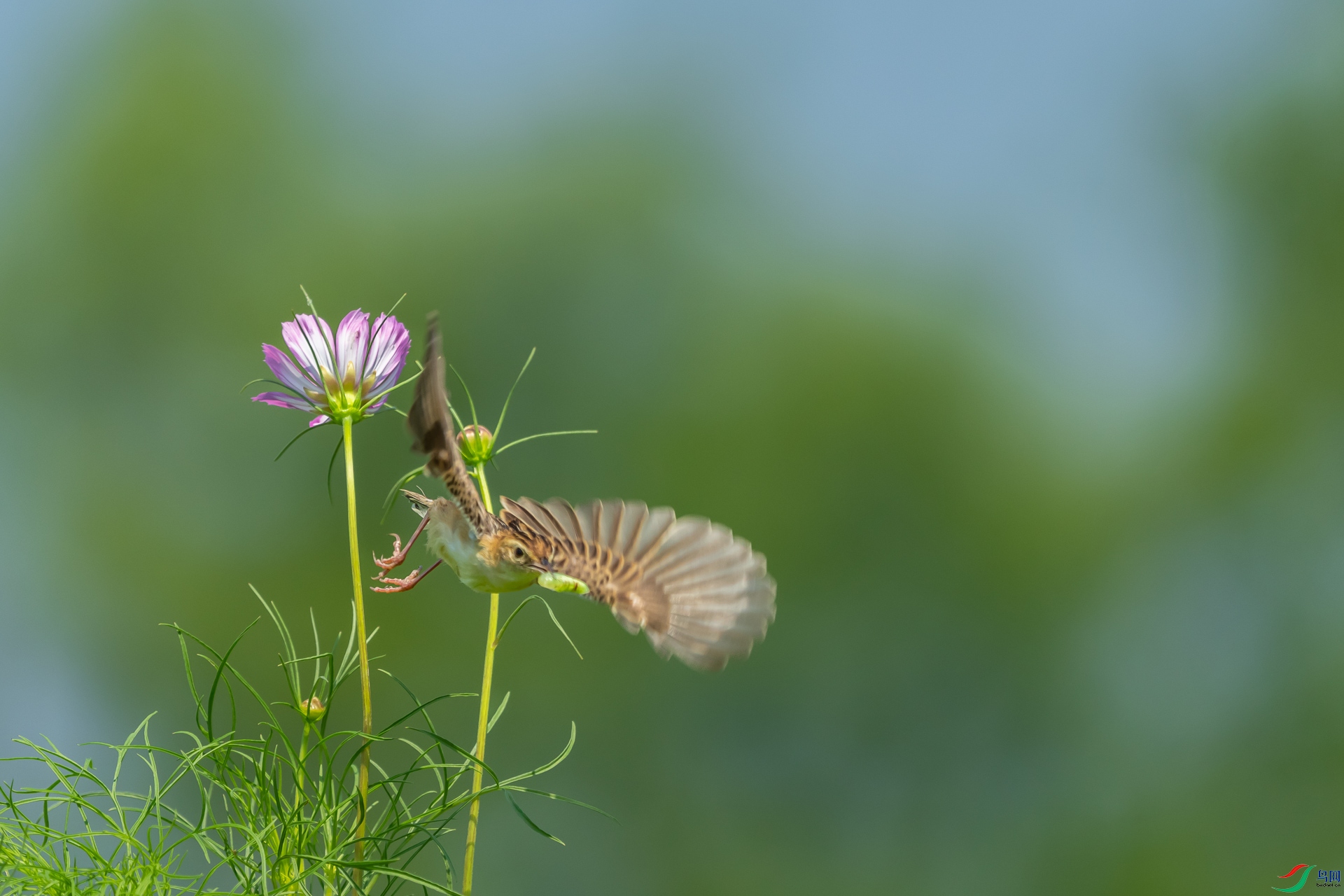 _DSC8060.jpg