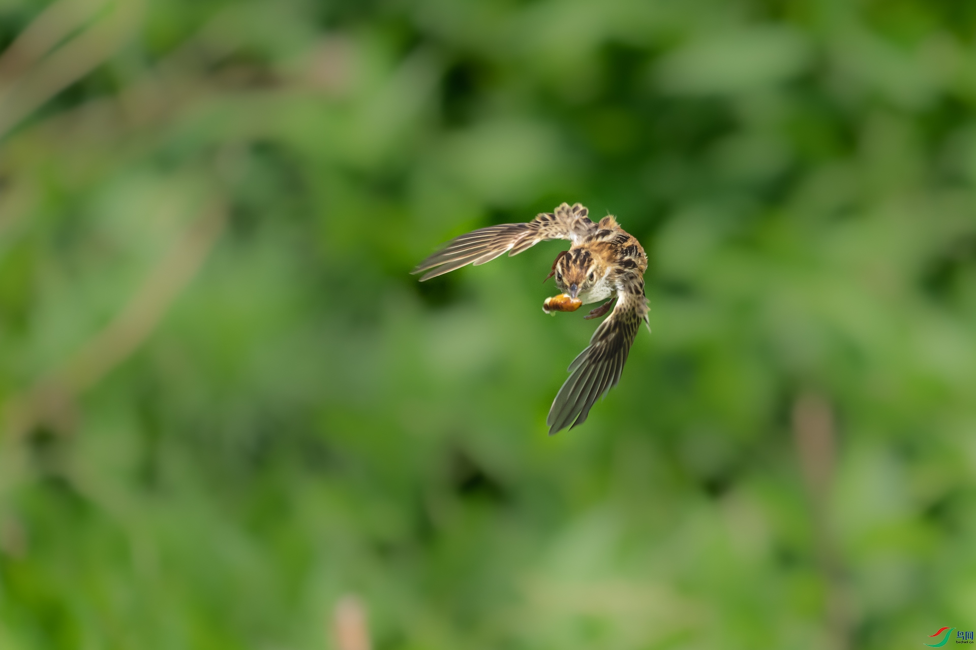 _DSC8501.jpg