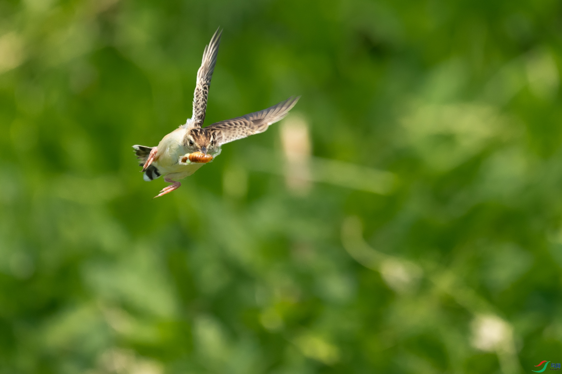 _DSC8504.jpg
