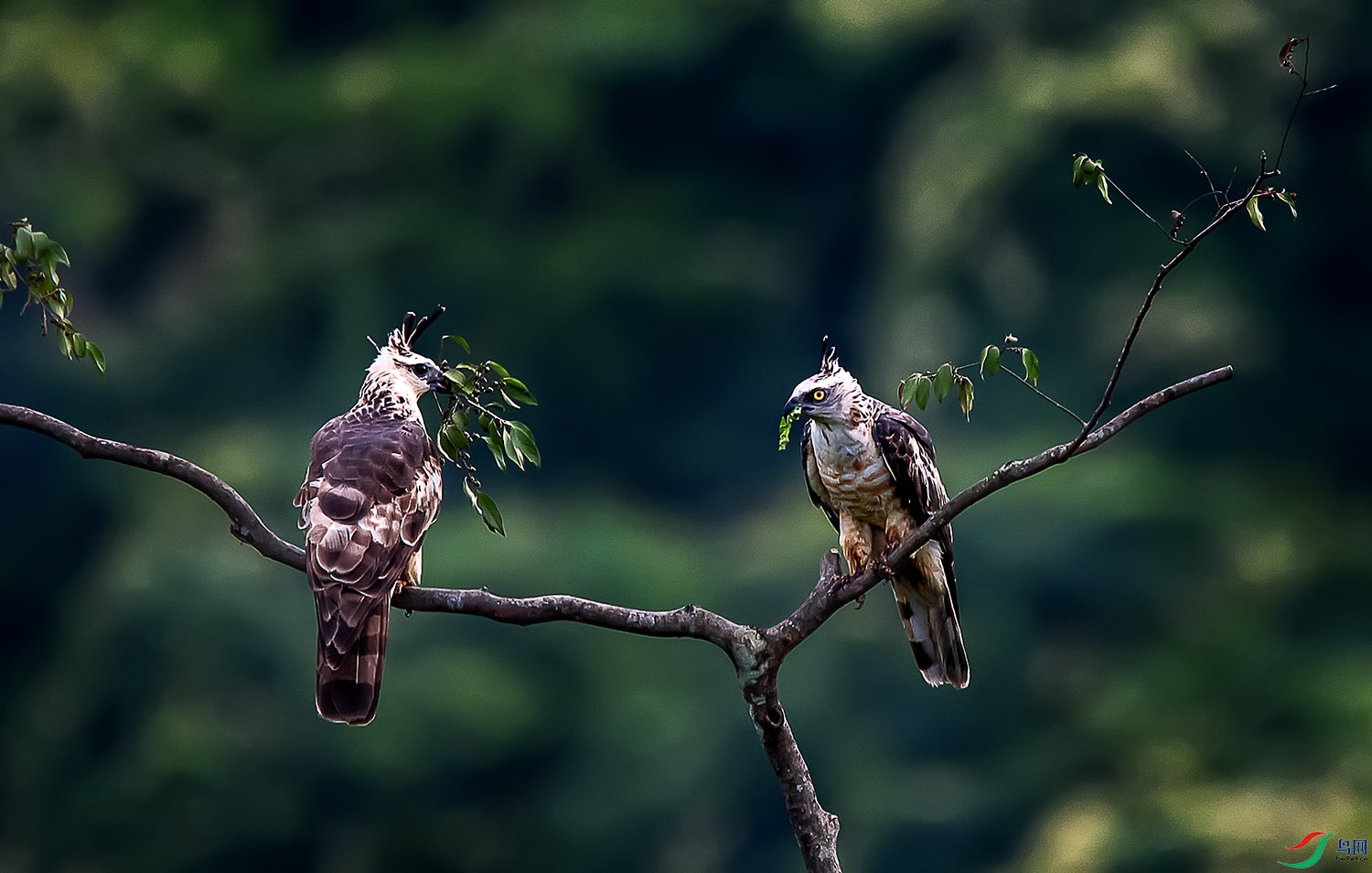 DSC_4934a.jpg