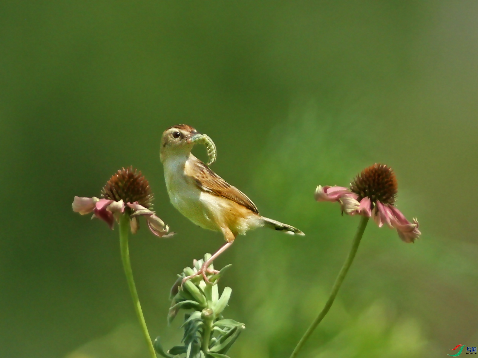 ����βݺ(2014)��2.jpg