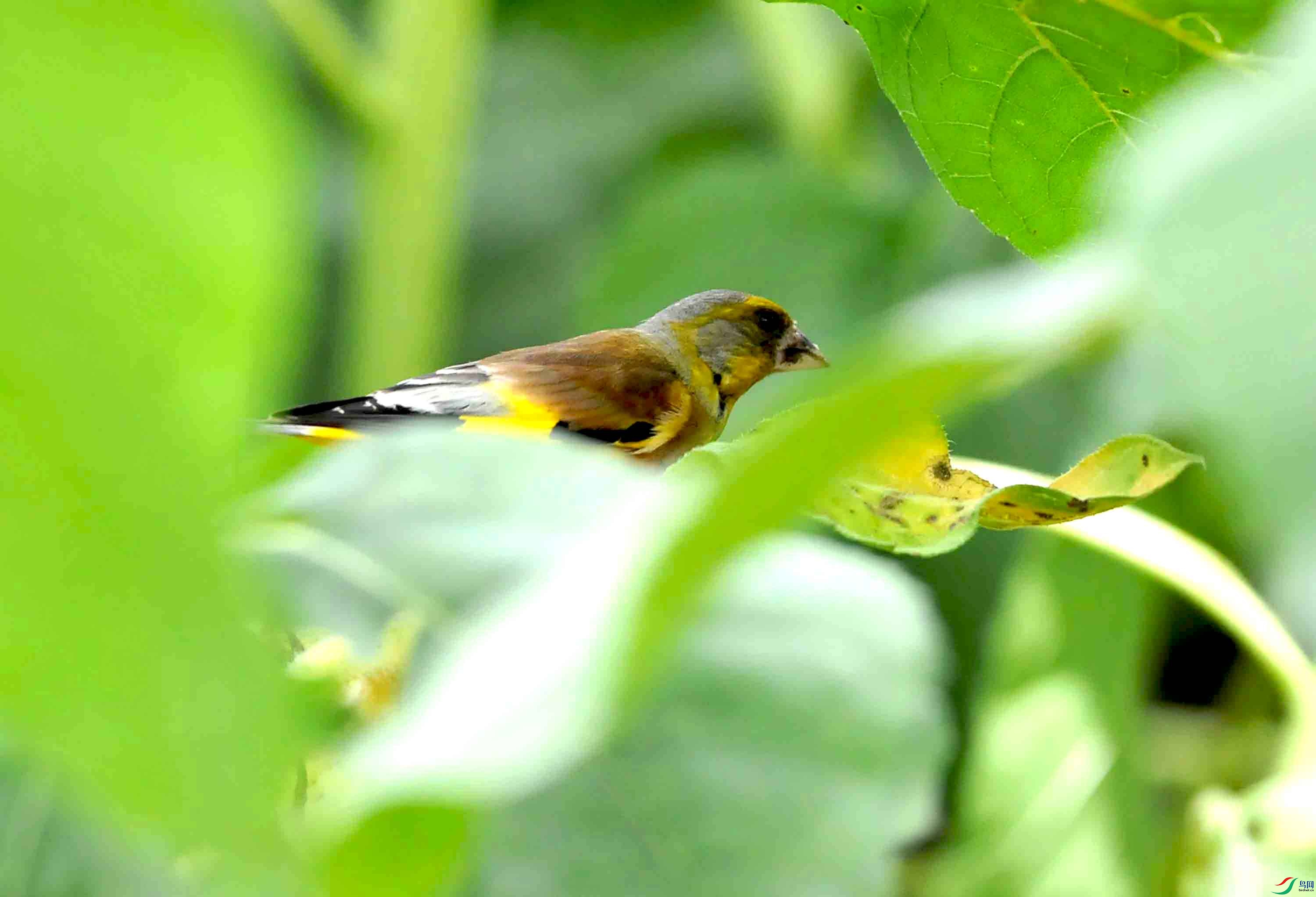 DSC_8730.JPG
