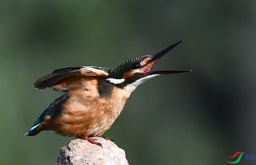 DSC_4487.JPG