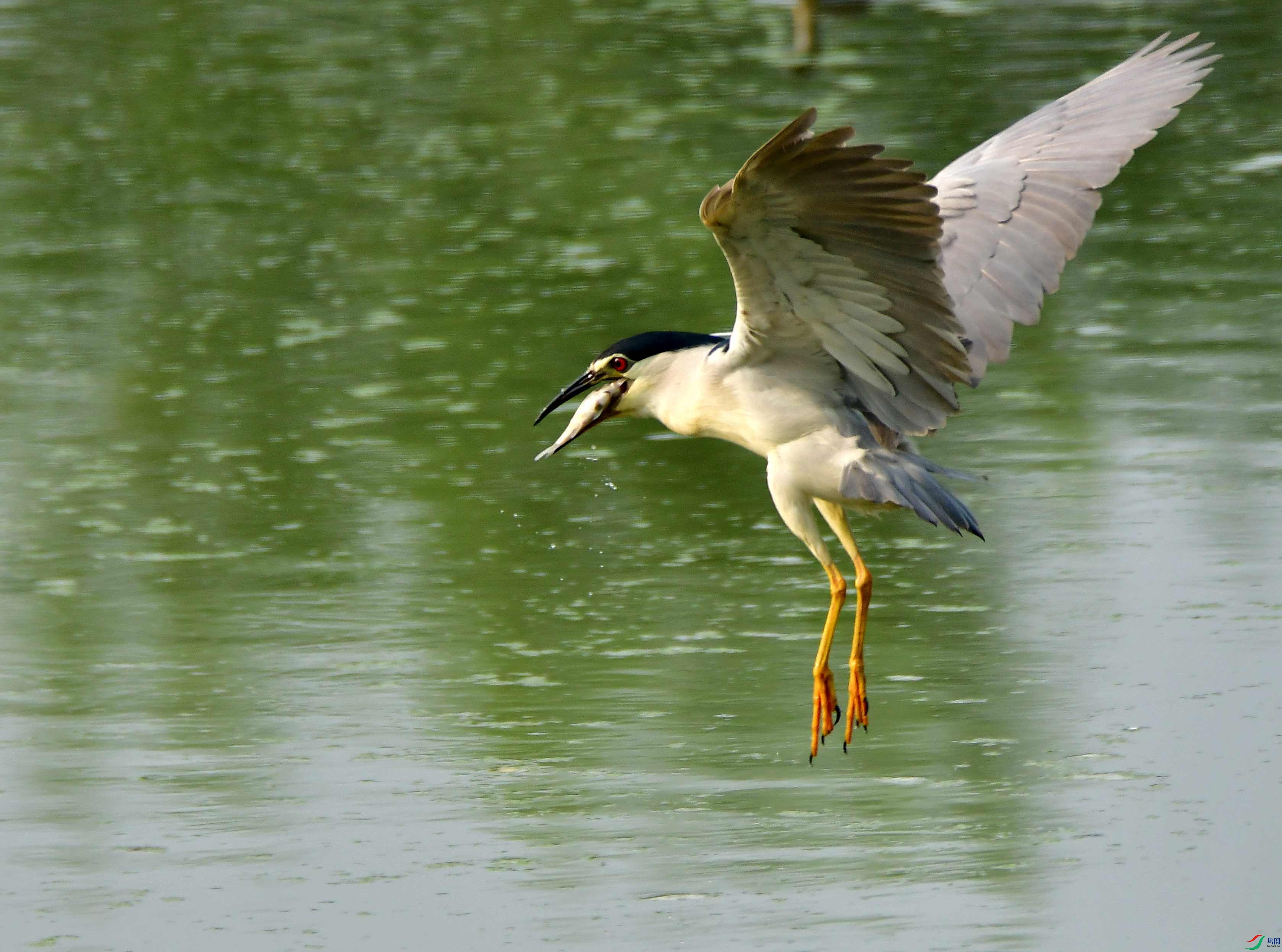 DSC_4342_conew1.jpg