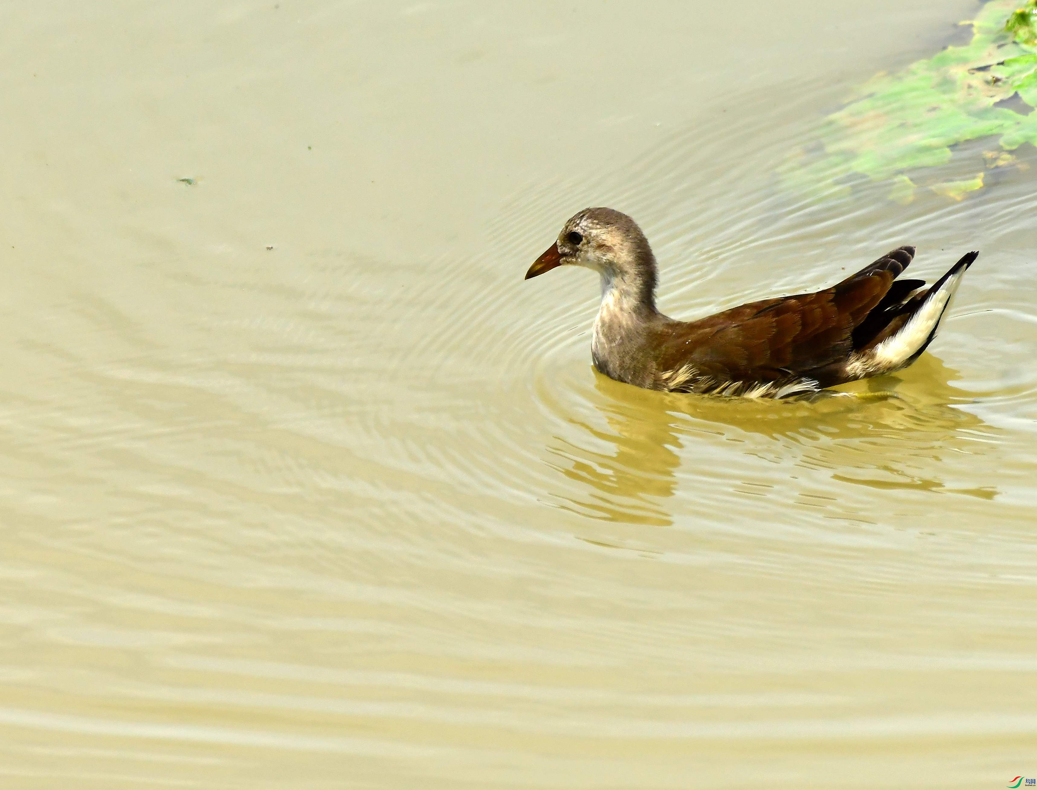 DSC_6671_conew1.jpg