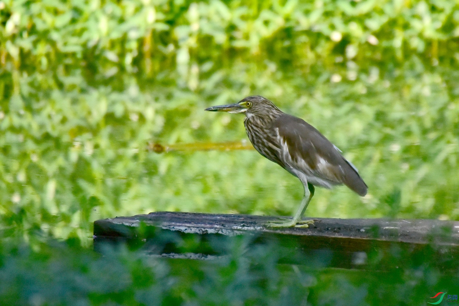 DSC_2052.JPG