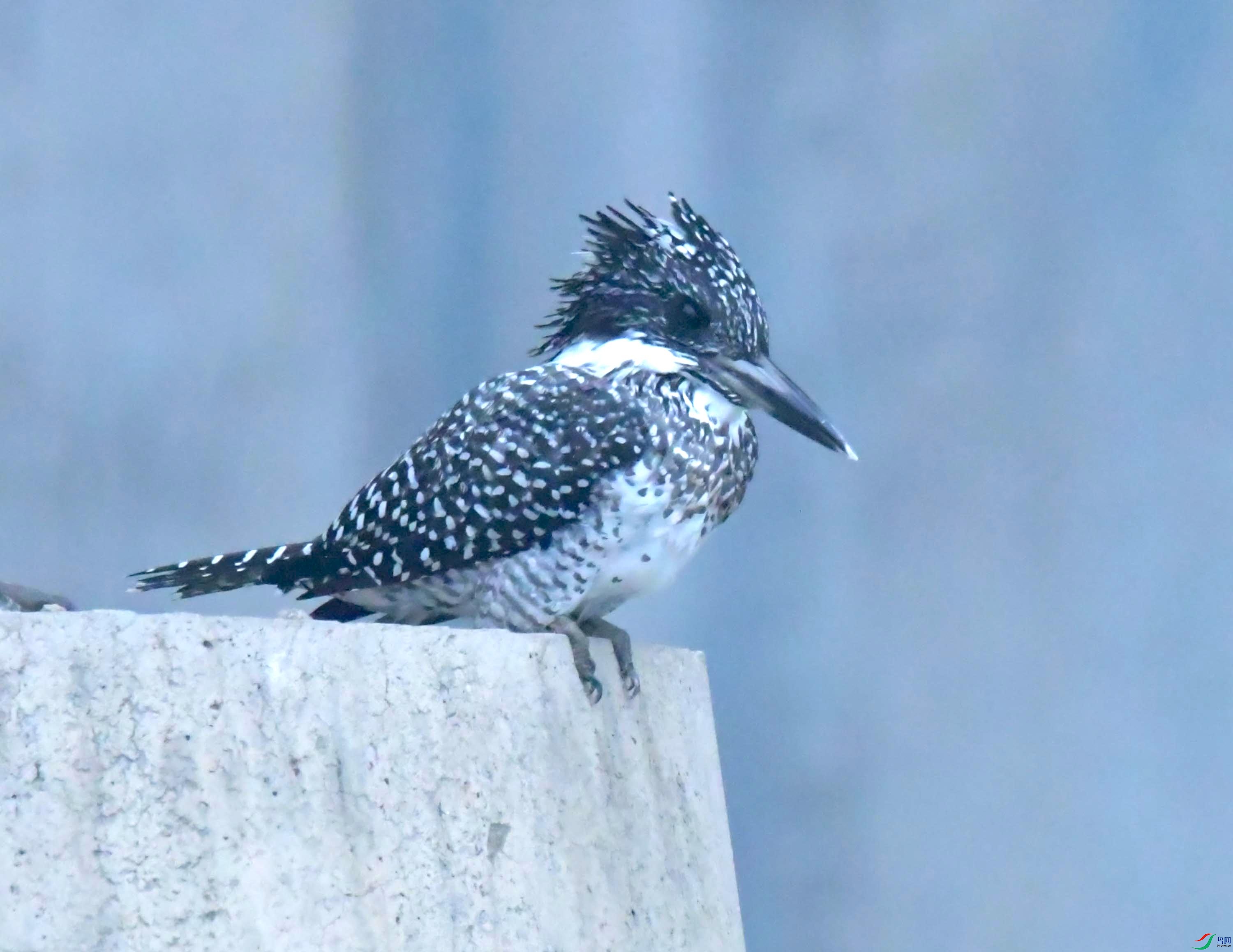 DSC_9443.JPG