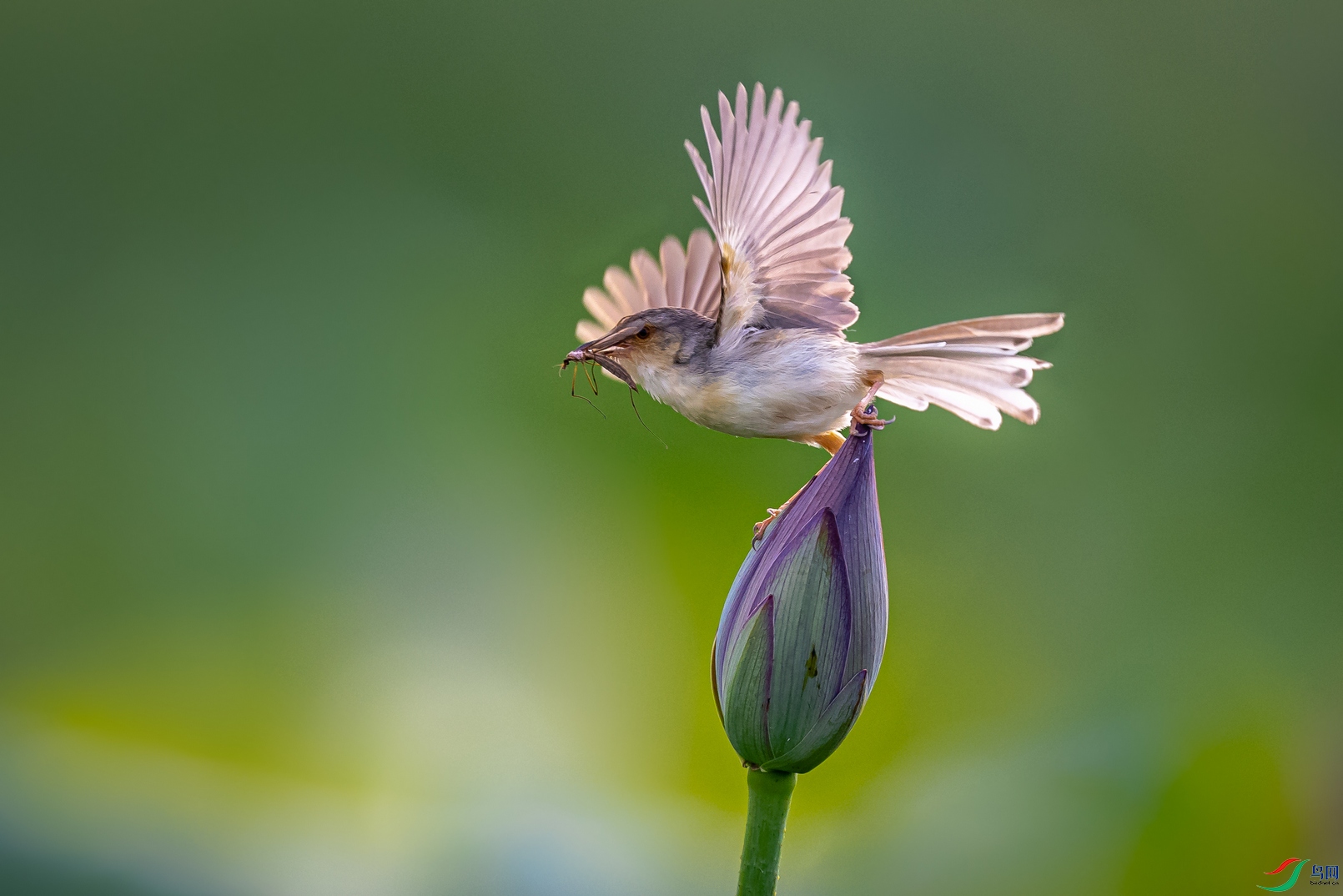 ��ɫɽ��ݺչ��