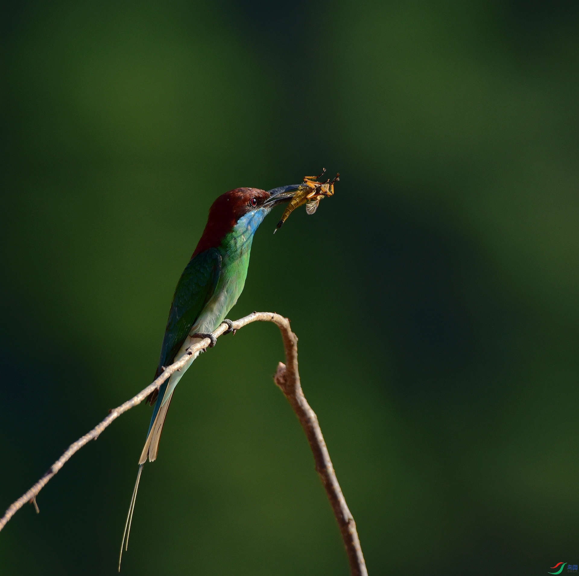 D8I_0742.jpg