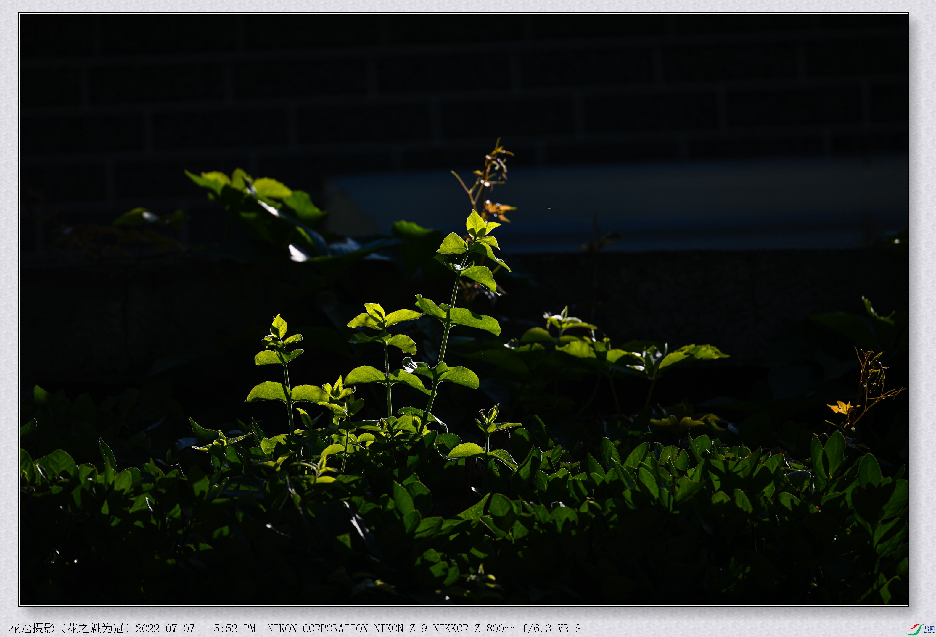 DSC_9398 (2)B-1_����.jpg