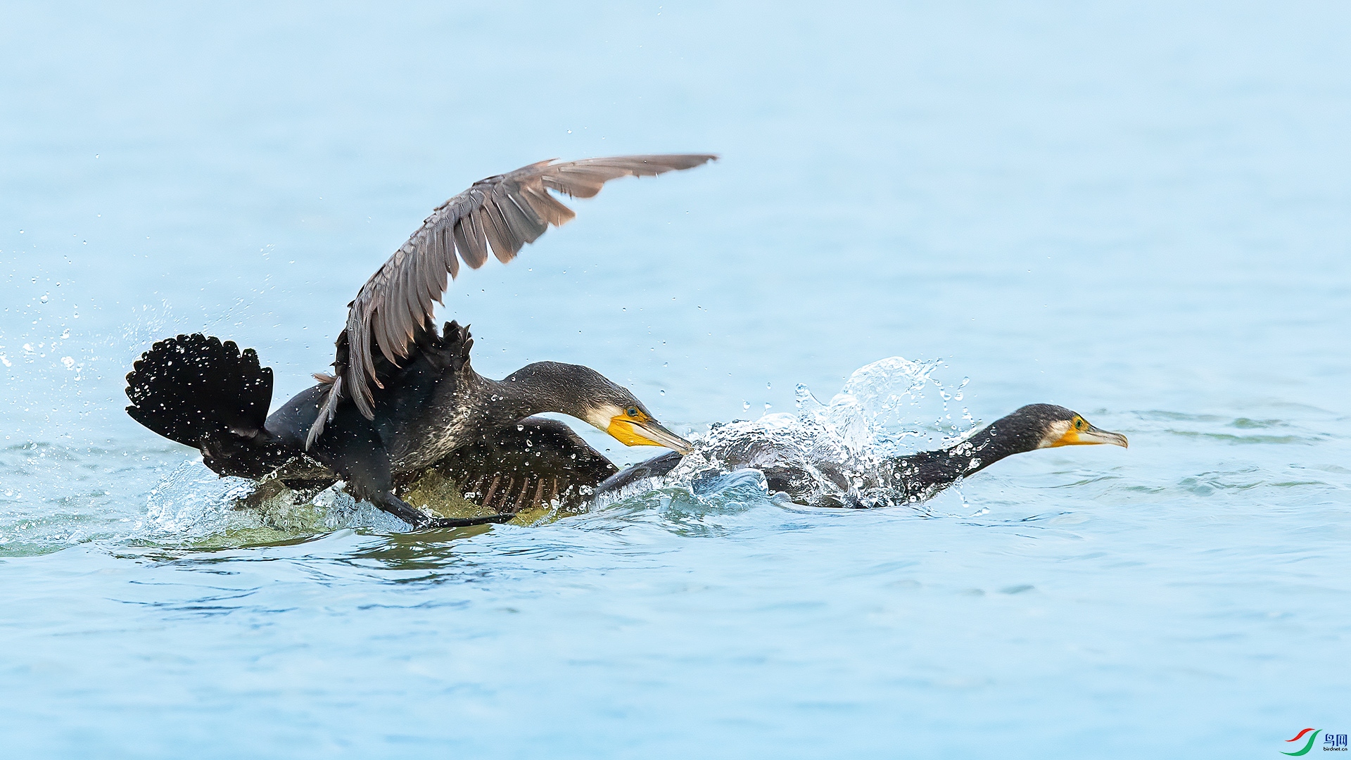 _CGS8002 ����.jpg