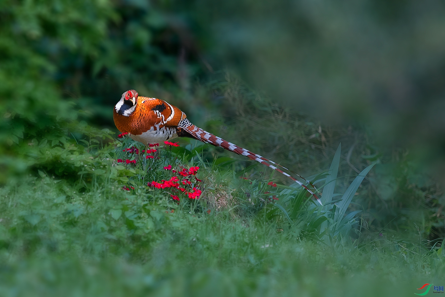 DSC_7299-2.jpg