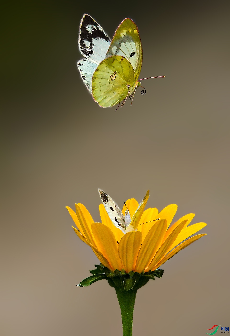 DSC08771 ����.jpg