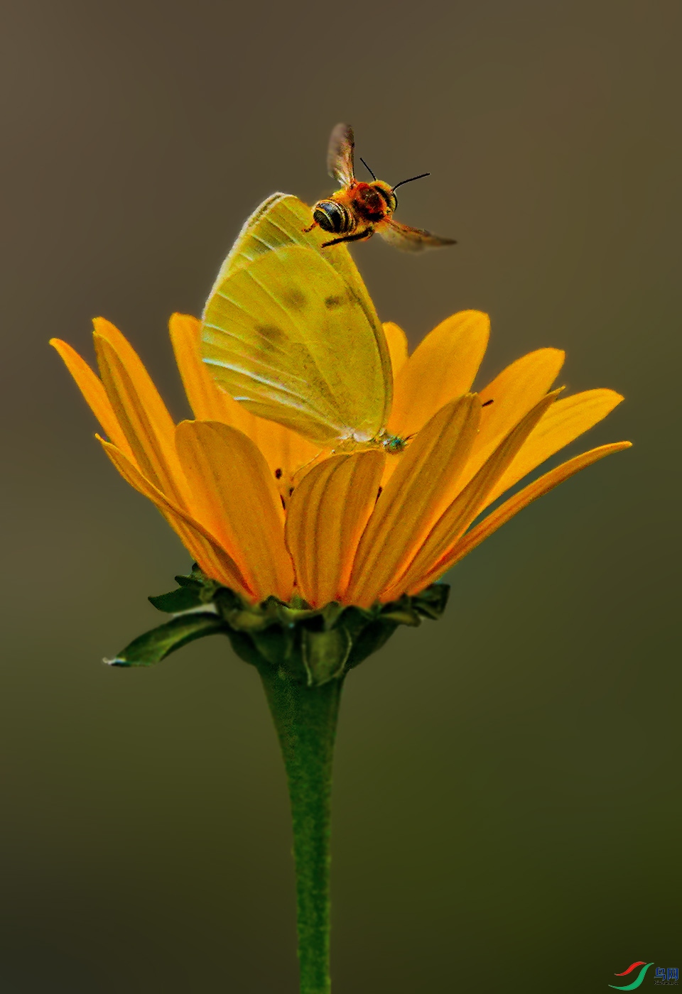 DSC08937 ����.jpg