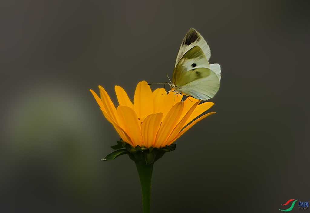 DSC08891 ����.jpg