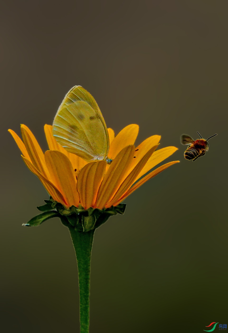 DSC08940 ����.jpg